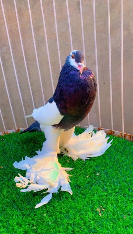 fancy pigeons available 16