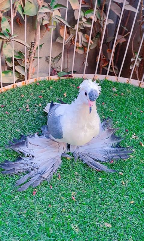 fancy pigeons available 17