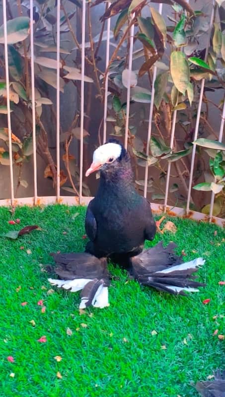 fancy pigeons available 18