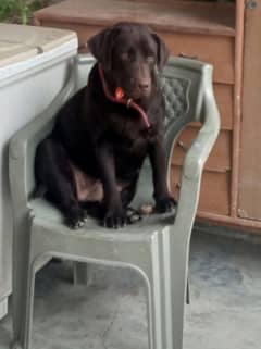 urgent sale Labrador pink pedigree