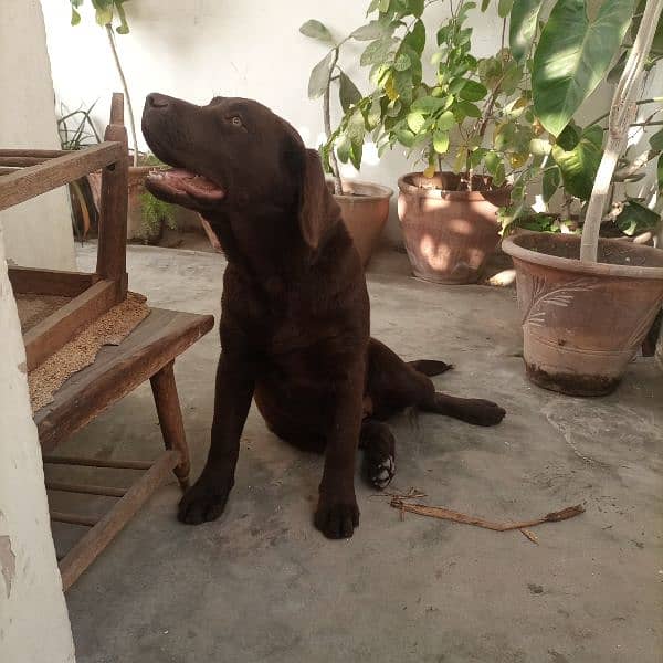 urgent sale Labrador pink pedigree 4