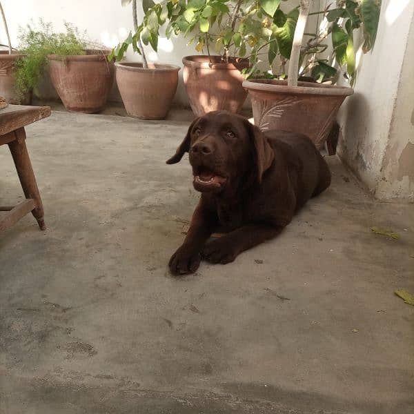 urgent sale Labrador pink pedigree 5