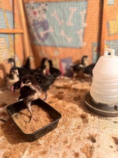 F1 Australorp chicks bilkul fresh ha 20 pcs available