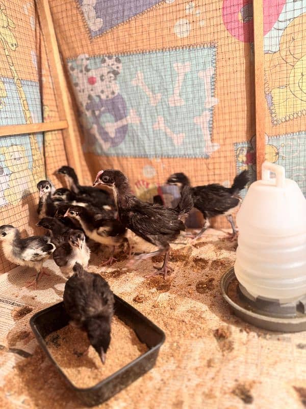 F1 Australorp chicks bilkul fresh ha 20 pcs available 2