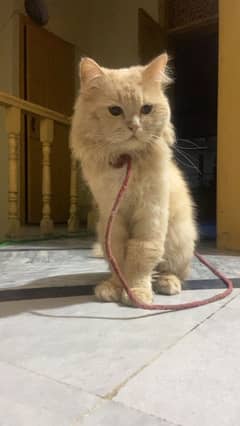 Male and female Persian Tripple coated 0