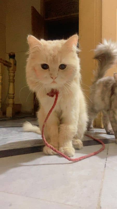 Male and female Persian Tripple coated 2