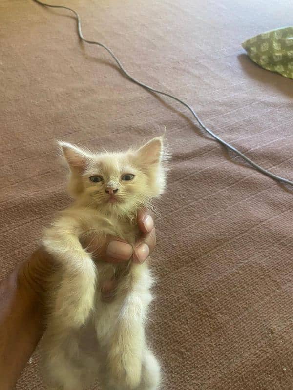 Male and female Persian Tripple coated 3