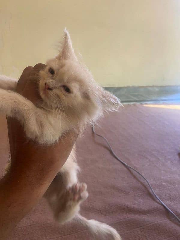 Male and female Persian Tripple coated 5