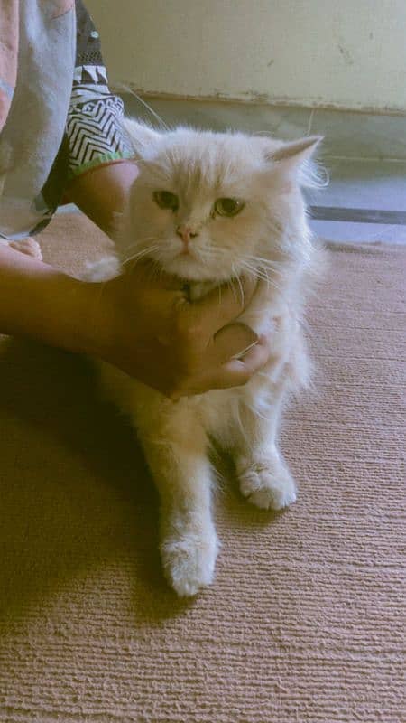 Male and female Persian Tripple coated 9