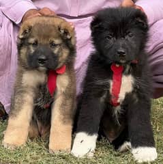 Bakharwal security dog 2 month pair for sale heavy bone