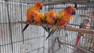 03246446064. . sunconure. . raw. . lori . . gouldian