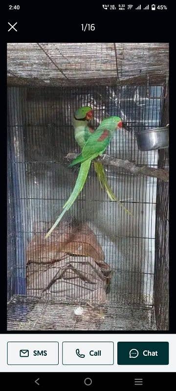 03246446064. . sunconure. . raw. . lori . . gouldian 1