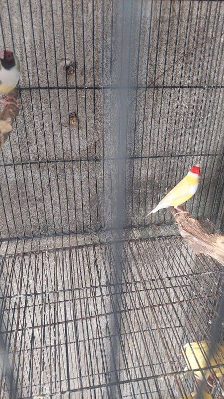 03246446064. . sunconure. . raw. . lori . . gouldian 3