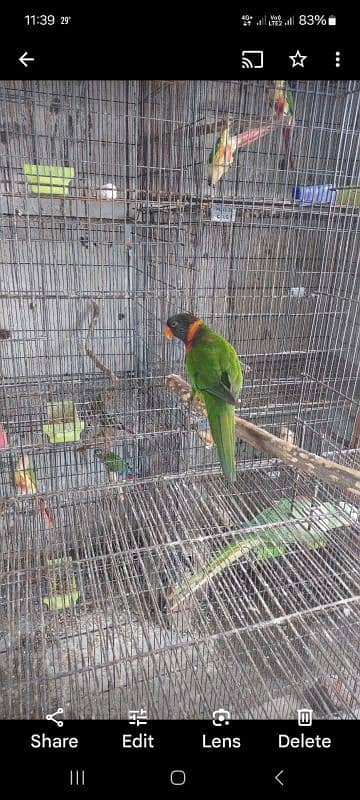 03246446064. . sunconure. . raw. . lori . . gouldian 4