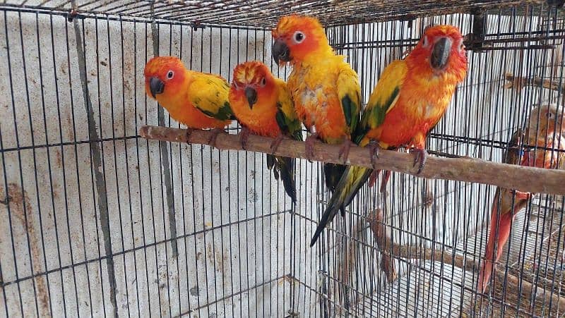 03246446064. . sunconure. . raw. . lori . . gouldian 6