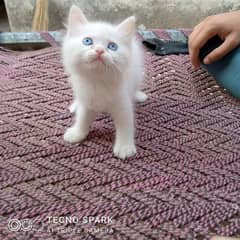 3rd layer Persian Cat