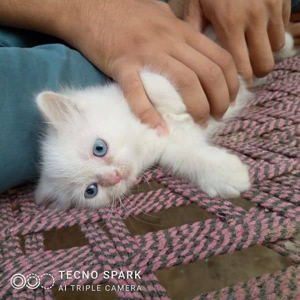 3rd layer Persian Cat 1