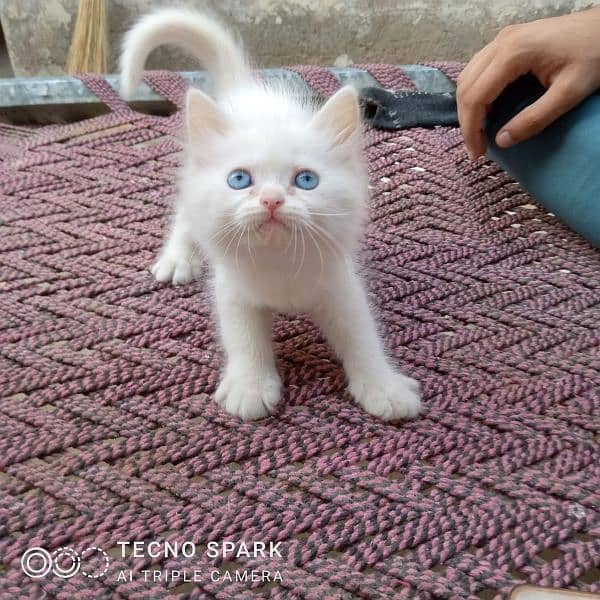 3rd layer Persian Cat 2