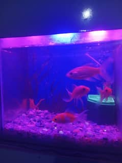 Aquarium fish dealers hotsell