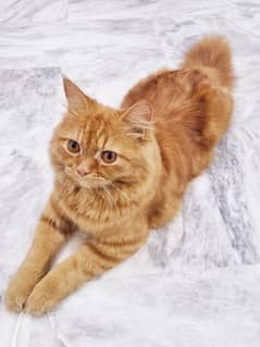 russian male cat 8 minth ild