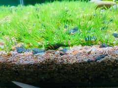 Assassin Snail Pair for sale