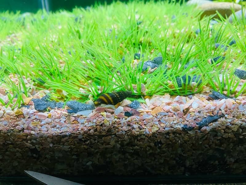 Assassin Snail Pair for sale 0