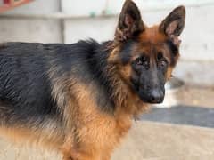 GERMAN SHEPHERD FEMALE