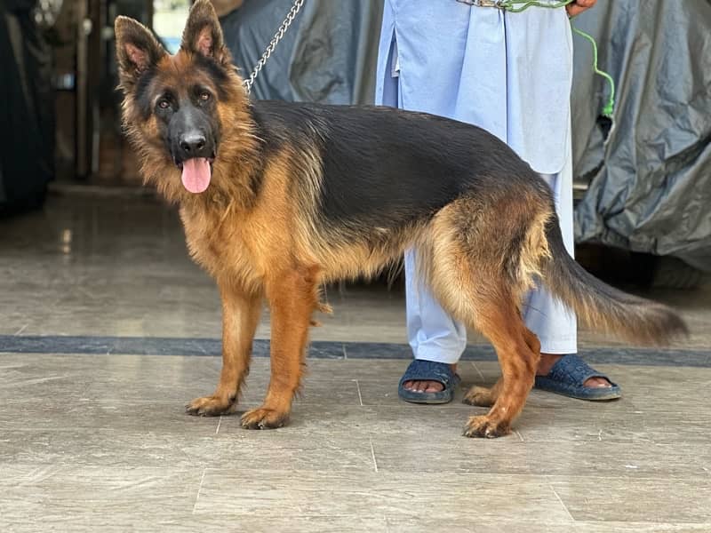 GERMAN SHEPHERD FEMALE 1