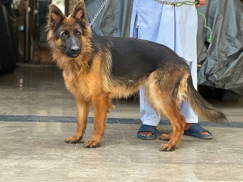 GERMAN SHEPHERD FEMALE 2