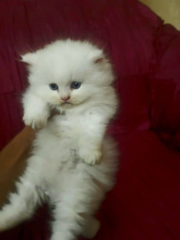 Persion kitten for sale 0