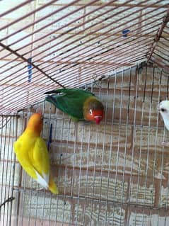 Love birds breeder pair 0