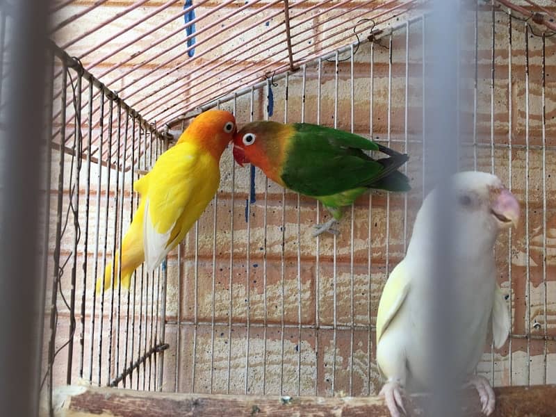 Love birds breeder pair 1