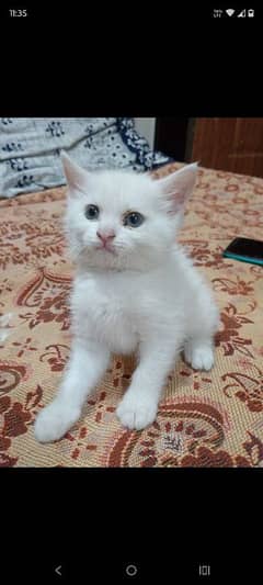 persian cat 1 mnth baby in white colour 0