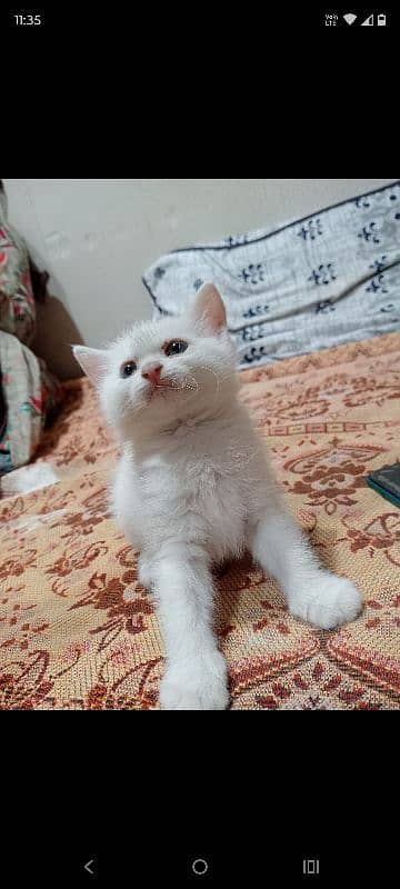 persian cat 1 mnth baby in white colour 1