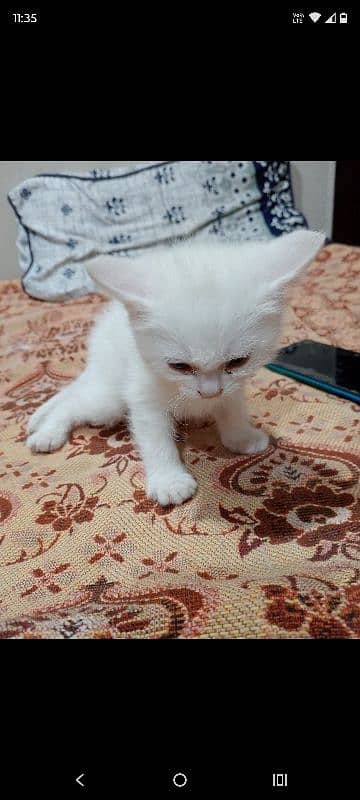 persian cat 1 mnth baby in white colour 2