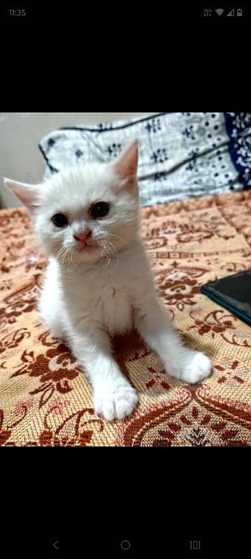 persian cat 1 mnth baby in white colour 3