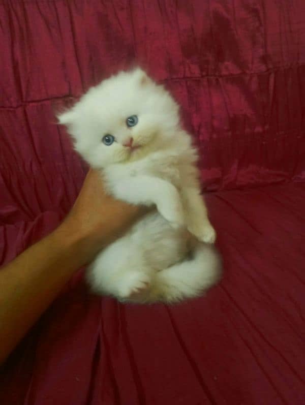 Persion kitten for sale 1