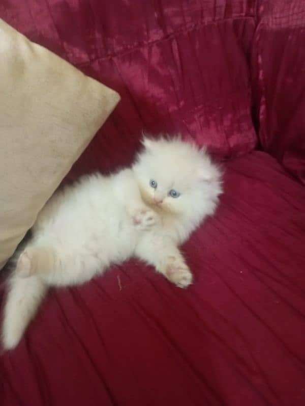 Persion kitten for sale 2