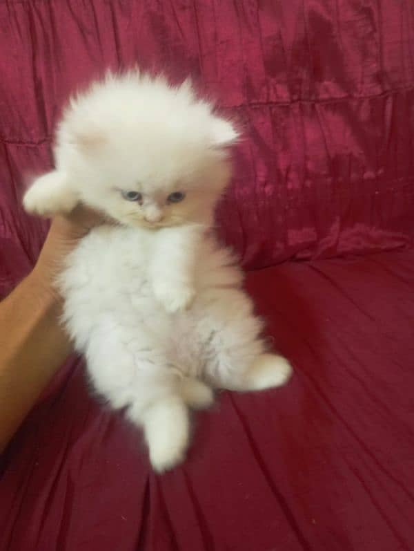 Persion kitten for sale 3