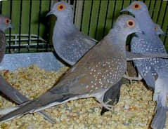 Doves Breeder Pairs available