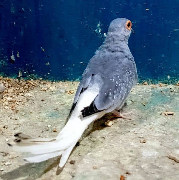 Doves Breeder Pairs available 2