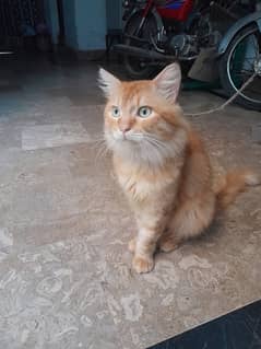 persian male cat for sale