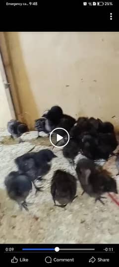 Ayamcimani chicks 50 piece 03313001090 0