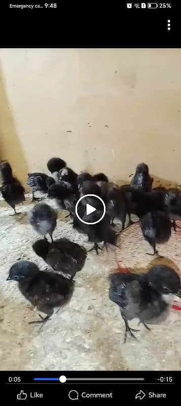 Ayamcimani chicks 50 piece 03313001090 1