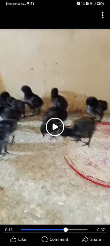 Ayamcimani chicks 50 piece 03313001090 2