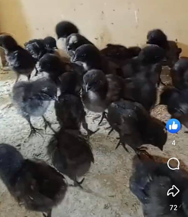 Ayamcimani chicks 50 piece 03313001090 3