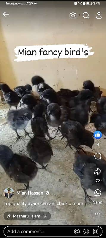 Ayamcimani chicks 50 piece 03313001090 4