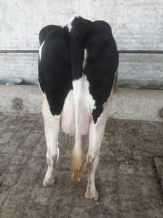 2 cow for sale