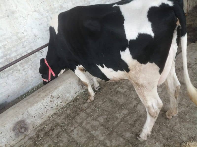 2 cow for sale 2