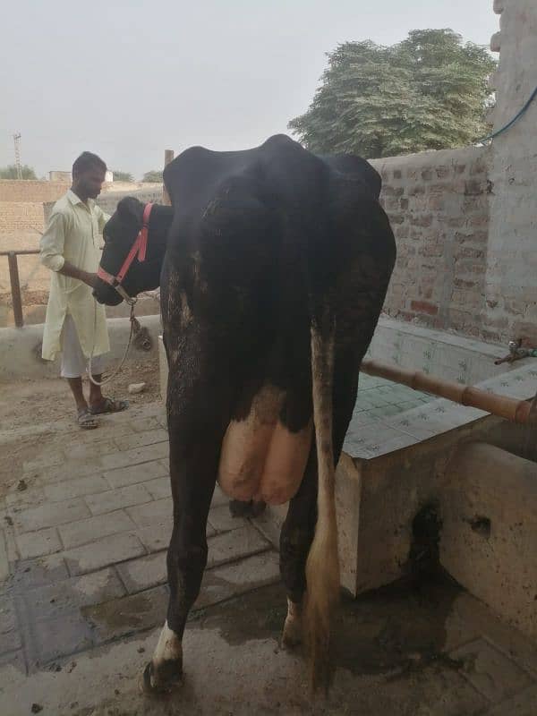 2 cow for sale 4